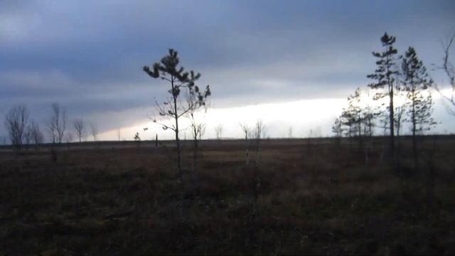 На болото за клюквой. 31 октября 2021г. смотреть онлайн