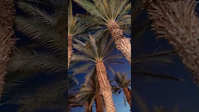 ого-го пальмы🙋😊🦜🙏 смотреть онлайн