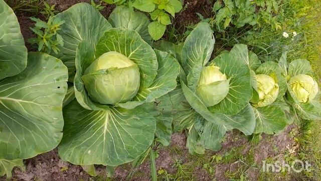 Обзор разных сортов капусты 2022г.. смотреть онлайн