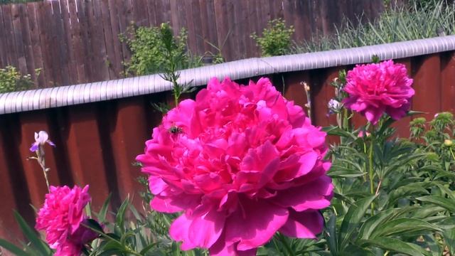 Мой Первый Видеоблог. Поездка на Дачу. Огород. Баня. Речка. смотреть онлайн