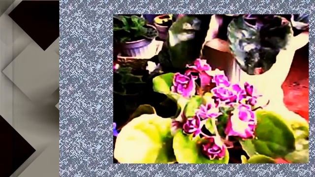 Цветы в подарок на Новый год смотреть онлайн