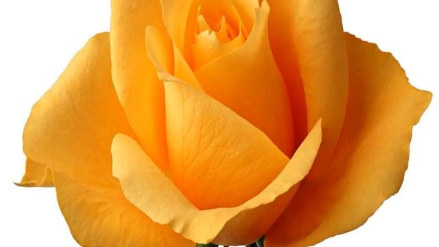 Meaning of Yellow Rose смотреть онлайн