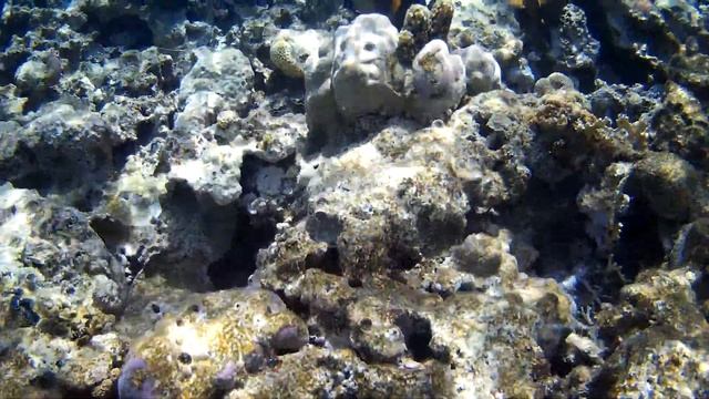 Рыбы попугаи в Красном море. Советую посмотреть смотреть онлайн