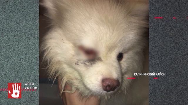 Следователи завели уголовное дело в отношении живодера, который издевался над шпицем по кличке Пуша смотреть онлайн