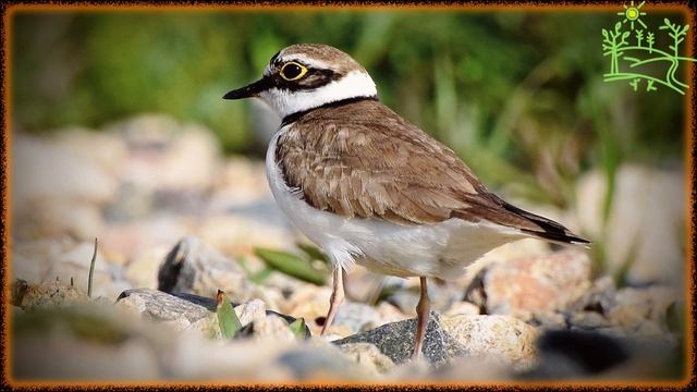 Голоса птиц Как поёт Зуёк малый (charadrius dubius).mp4 смотреть онлайн
