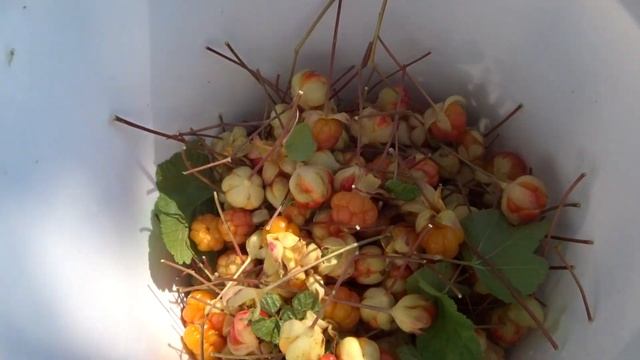 ПОХОД ЗА МОРОШКОЙ 2022!!! смотреть онлайн