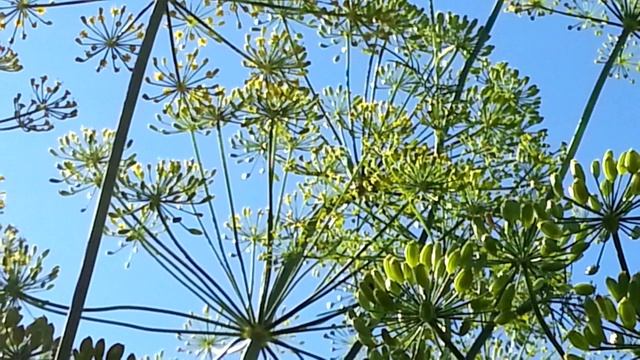 Грядка укропа смотреть онлайн