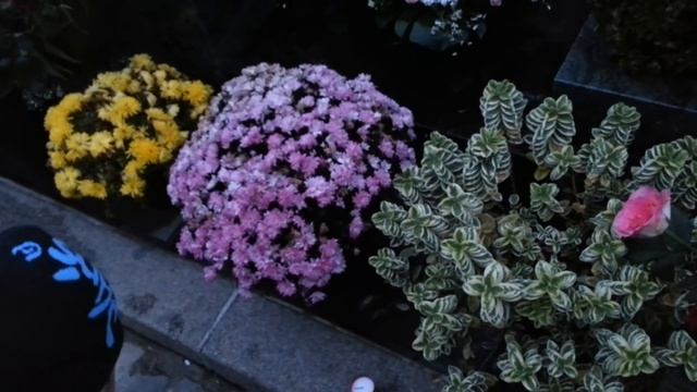 Кладбище Монмартр Могила Далиды Tombe de Dalida au cimetière de Montmartre смотреть онлайн