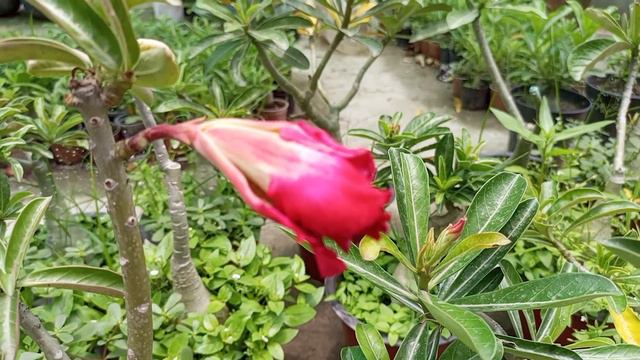 Online & ofline adenium seller.Contact no.7003680076.#.Sell will be start on next March 2023. смотреть онлайн