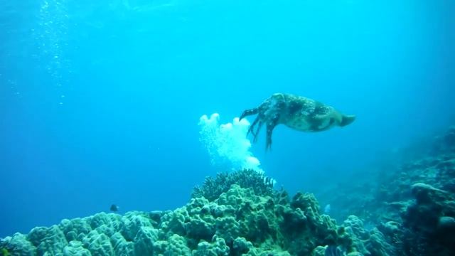 FinePix XP150 Underwater movie720p) смотреть онлайн