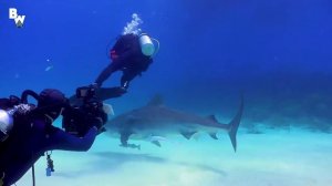 ГИГАНТСКАЯ АКУЛА-МОЛОТ. Плаваем с акулами. Койот Питерсон на русском