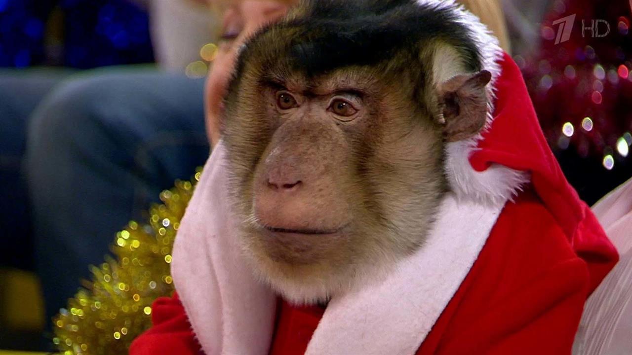 Жить здорово! Выпуск от 30.12.2015 смотреть онлайн