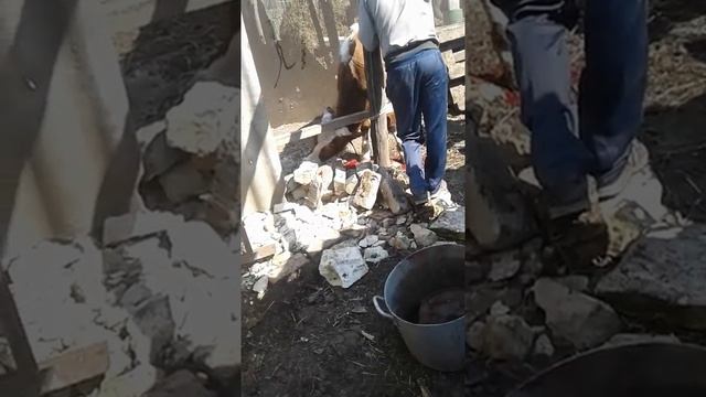 Как забить 11 месячного быка смотреть онлайн