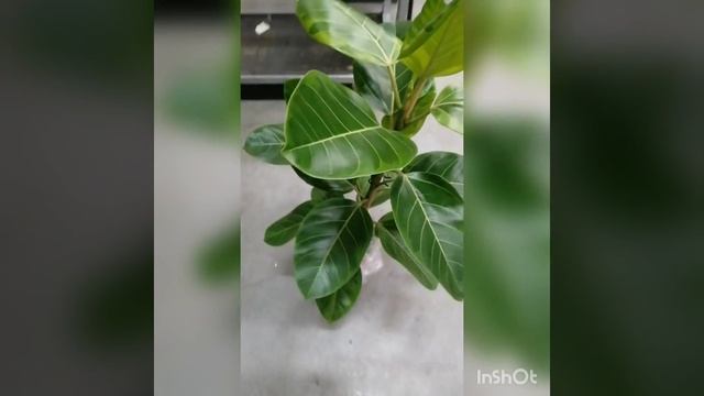 Фикус Эластика Альтиссима Вариегата 2 ств смотреть онлайн