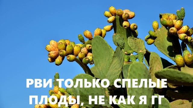 СЪЕДОБНЫЙ КАКТУС + РАЗБОРНОЙ деревянный фон, который ты, своими великолепными руками можешь что ? смотреть онлайн