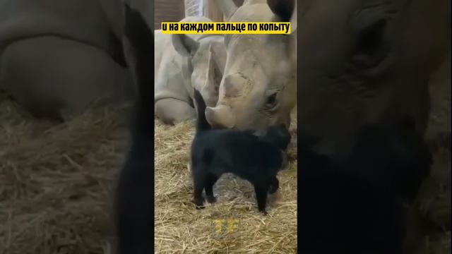 У носорога 12 копыт смотреть онлайн