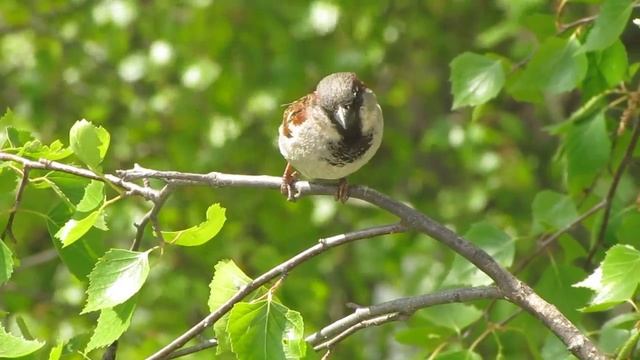 воробей влюблен чирикает с подмуркиванием смотреть онлайн