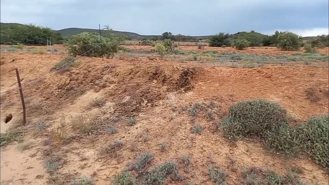 MONGOOSE MAGIC MOMENTS ☆ 04 MAY 2021 LIVE STREAMED ON FACEBOOK ☆ THE TSEBOKOLODI YELLOW MONGOOSES смотреть онлайн