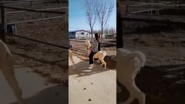 Riding a lama смотреть онлайн