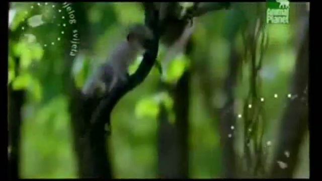 Animal Planet Soundtrack Commercial
