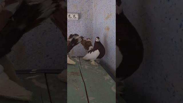 голуби павлины,берём заказ на любых пород голубей +992928212707 смотреть онлайн