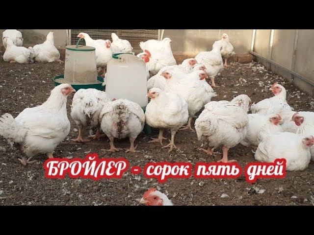 наш уличный бройлер в сорок пять дней смотреть онлайн