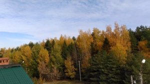 Ястреб выбирает и атакует ( лучших ) голубей .