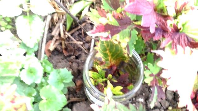 А они цветут и цветут - розы,лилии ,клубневые бегонии,герани в начале августа смотреть онлайн