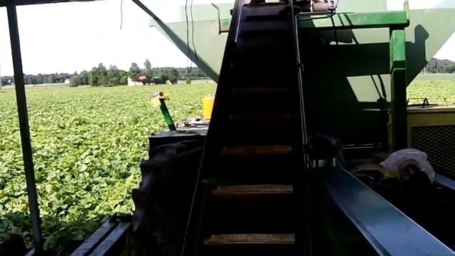 Огурец Гектор видео сбор урожая смотреть онлайн