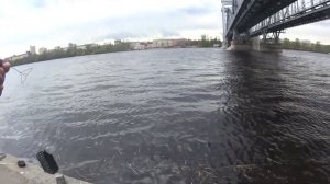 Ловля крупного ерша на Неве
