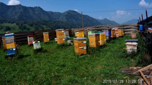 Подсиливание отводков (2019-07-28 13:16:29) смотреть онлайн