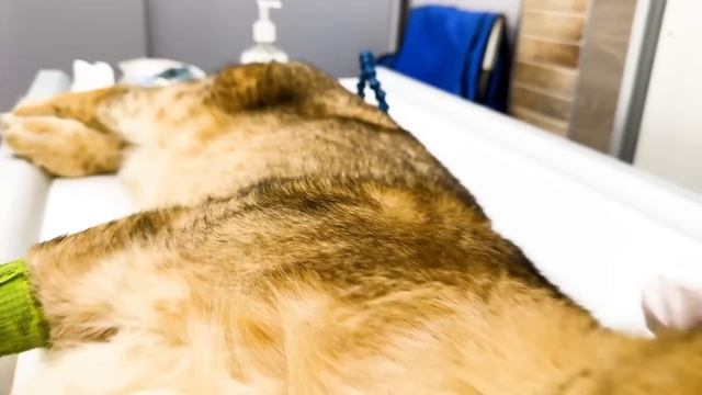 Новый львёнок ПОПРАВЛЯЕТСЯ! Перелом зарастает БЫСТРЕЕ, чем предполагали! Наше лечение ПРАВИЛЬНОЕ!