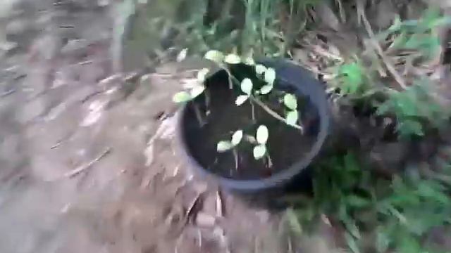 Как растёт арбуз, 18-й день с момента посадки семечек смотреть онлайн