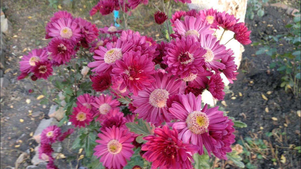 Розы. Ответы на вопросы подписчиков#2 смотреть онлайн