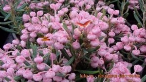 Андромеда многолистная Блю Айс (blue ice) ? обзор: как сажать, саженцы андромеды Блю Айс