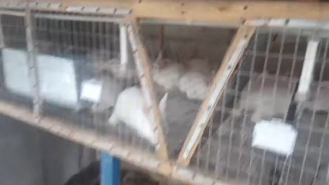 Кролики это нетолько ценный мех!!!)))))))) смотреть онлайн