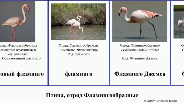 Птица, отряд Фламингообразные bird Красный Чилийский Малый Андский Fractal Фламинговые Джемса смотреть онлайн