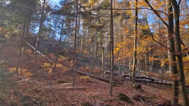 Как выглядит осень в саксонской Швейцарии? / Мы выше скал!!! / Магазинчик для животных (собачек)...