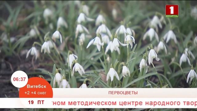 Какие первоцветы в Красной Книге, а какие нет? смотреть онлайн