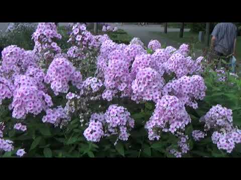 Город в цветах и музыка. City in flowers and music. смотреть онлайн