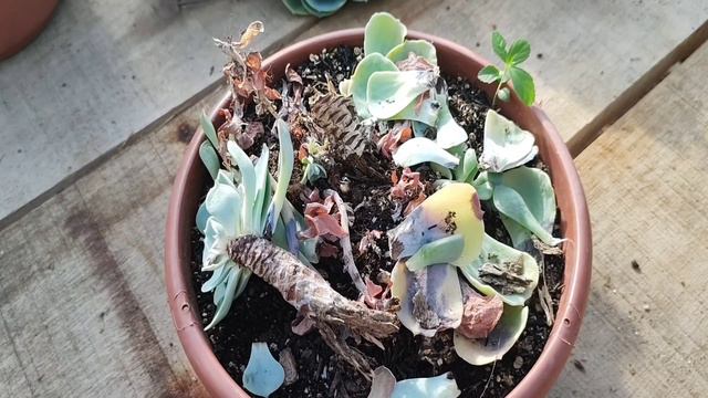 GLAUCA VERDADEIRA ( 9 DICAS PARA VOCÊ ) #glaucaverdadeira #dicas #cultivo #substrato #echeveria смотреть онлайн