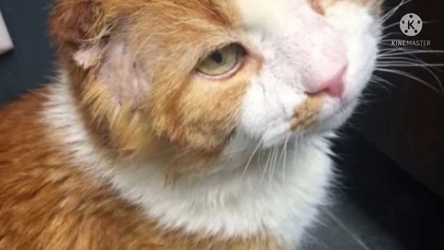 Котик без ушек пришел на порог дома, и просил о помощи, он надеялся, что его накормят… смотреть онлайн