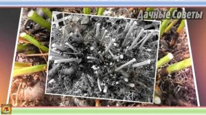 ОБЯЗАТЕЛЬНО сделайте это с ПИОНАМИ ОСЕНЬЮ Когда и как обрезать ПИОНЫ НА ЗИМУ Дачные совет