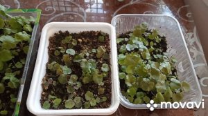 Очередная пикировка гейхеры