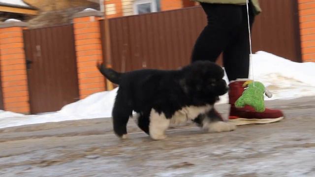 GORDYI KNYAZHICH SHUBERT смотреть онлайн