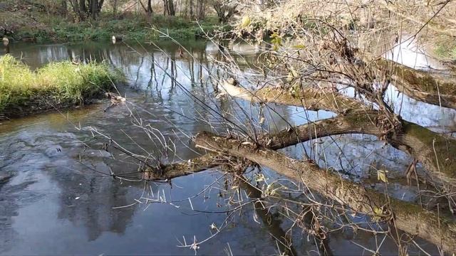 МОНЕТА ЛИЛИПУТ ИЗ КАЛУГИ смотреть онлайн