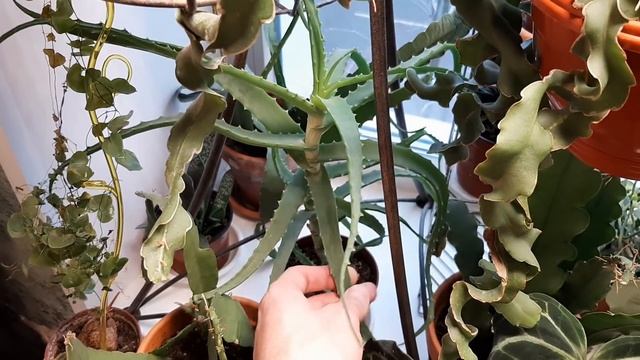 Обзор растений на кухне смотреть онлайн