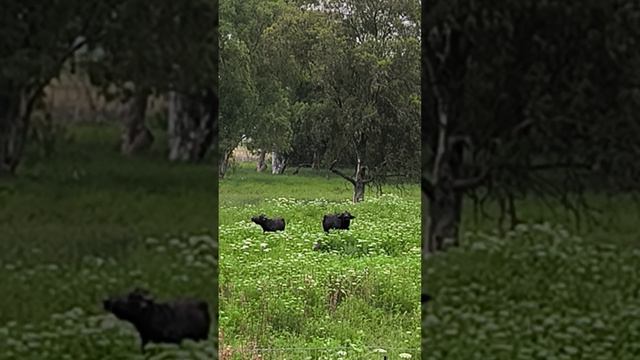 Эйн Афик смотреть онлайн