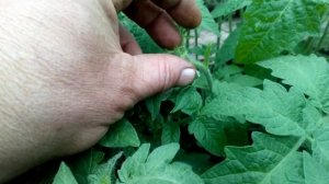 Как вносить кальций в рассаде (томат, перец, баклажан, табак) Зачем? Кальциевую селитру - нельзя!!!