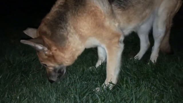 Смешные животные приколы видео для детей и взрослых. Овчарка решила что она оленёнок! смотреть онлайн